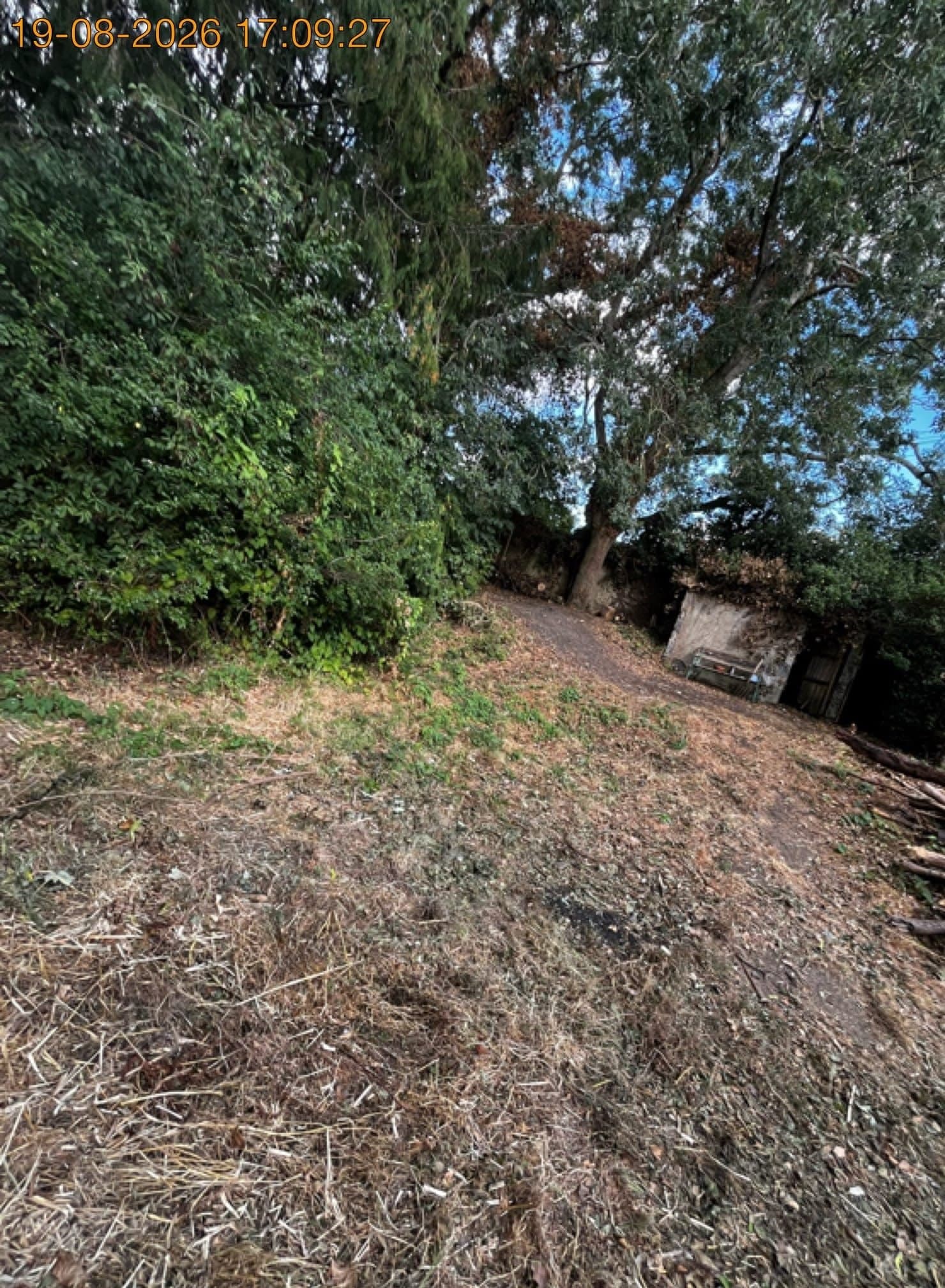 Cut-back woodland garden plot with a clear path and stacked logs after a full green waste clearance
