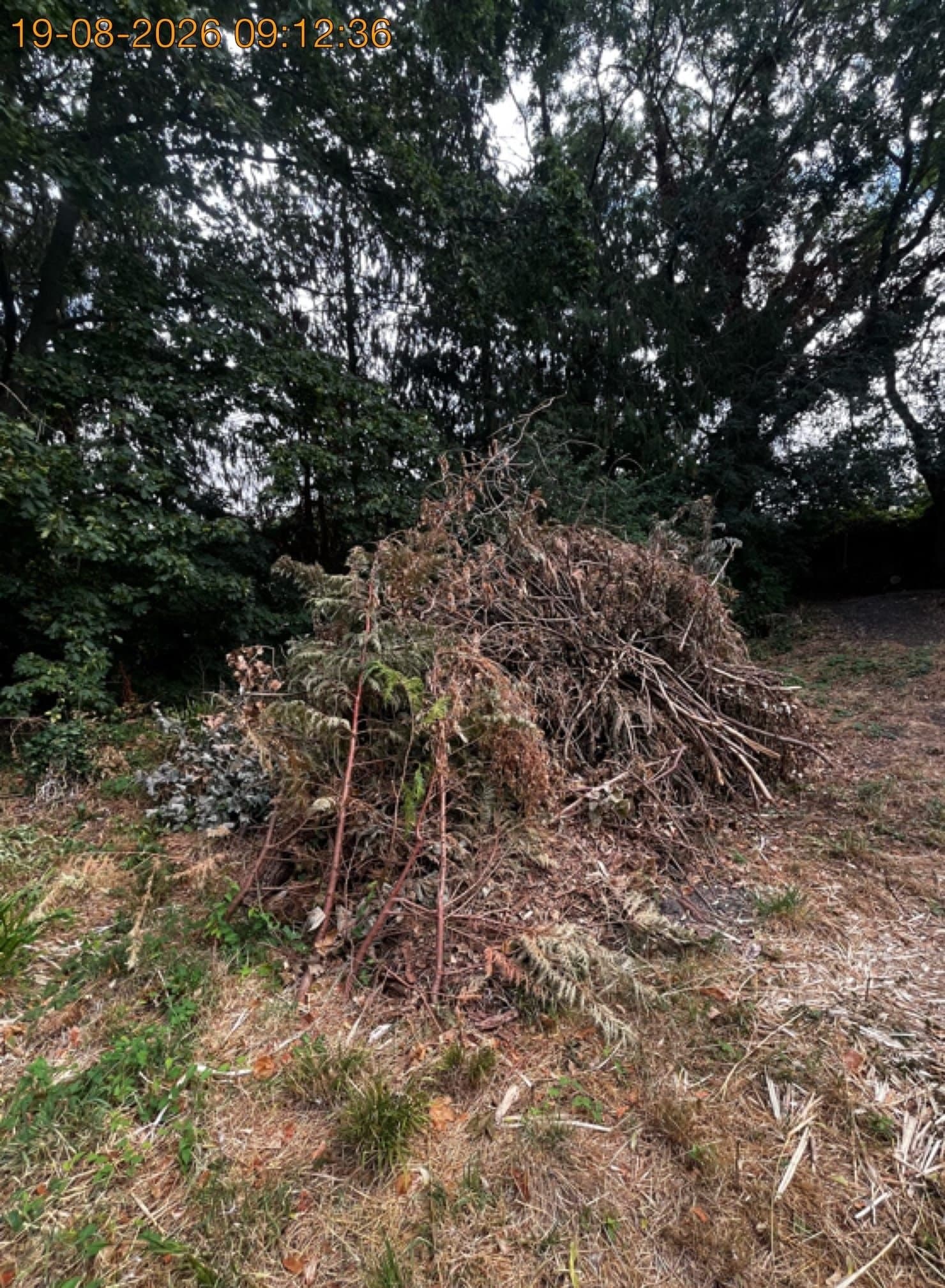 Overgrown garden clearance, Aylesbury before clearance